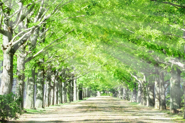 イメージ写真 街路樹
